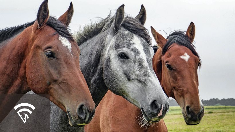 Close up photo of three horses representing their bloodline