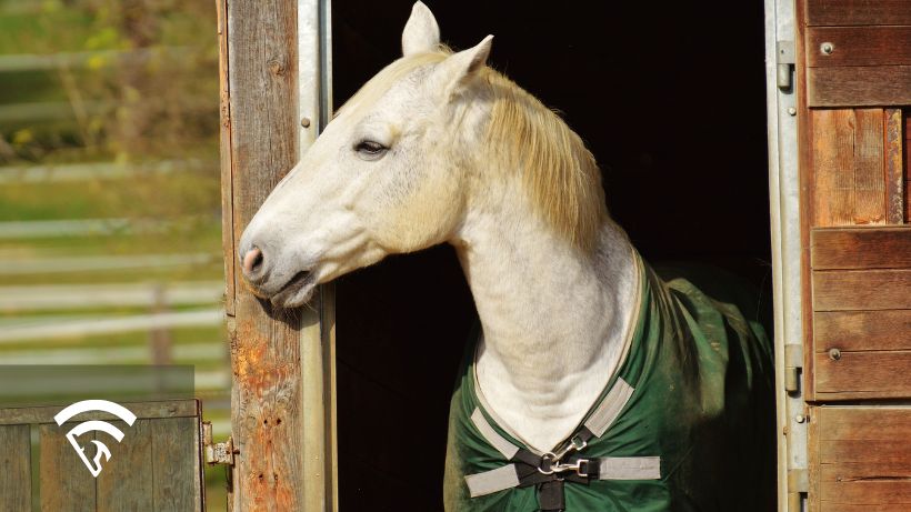 Horse in a stable representing a breeding shed