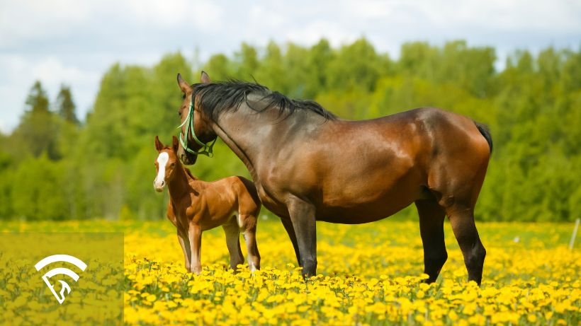 Two horses in a pasture representing a broodmare