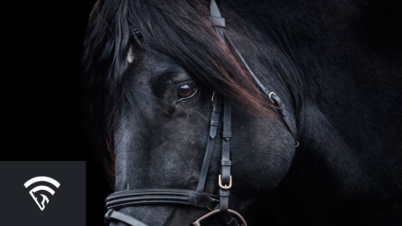 Close up of a black horse representing a cover in horse racing