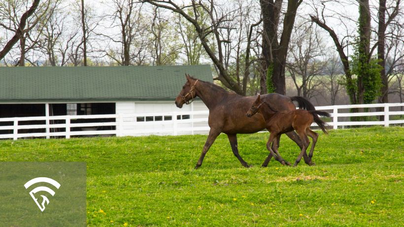 Dam horse with goal in a grass pasture