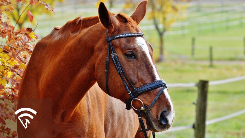 Close up of a brown horse representing full sibling vs. half sibling in horse racing