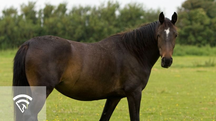 Profile of a horse in a grass field representing inbreeding in horse racing