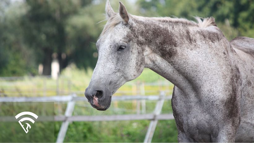 Close up profile photo of a white horse representing line breeding