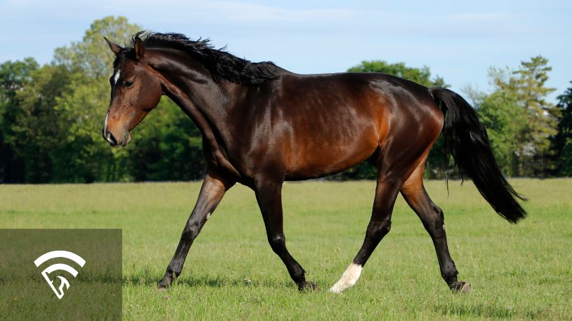 Dark brown sire horse in a grass field