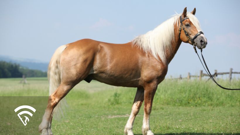 Stallion horse standing in a field