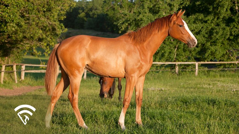 Brown horse in a field representing weanling vs. a yearling in horse racing