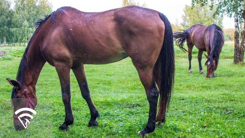 Close up of a horse representing the topic of a broodmare sire