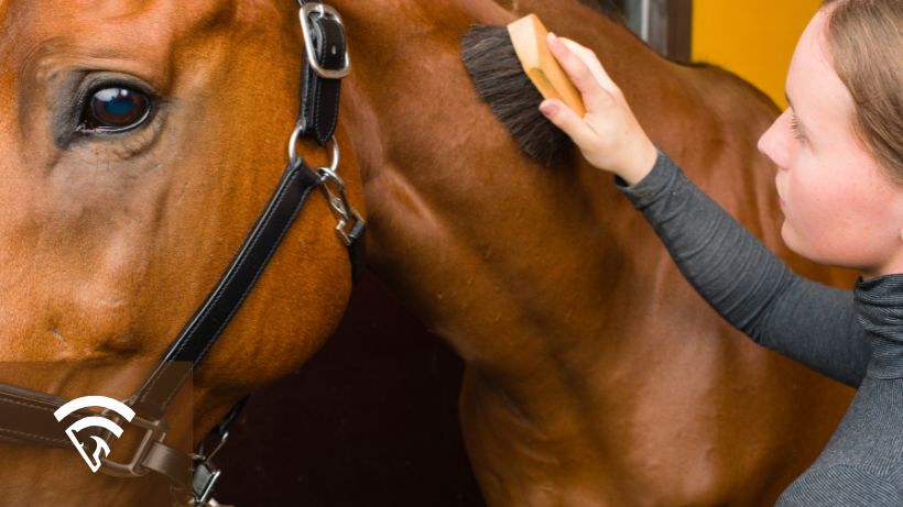 Close up of a woman brushing a horse