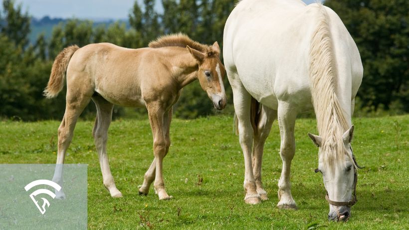 Close up photo of mother and fillie