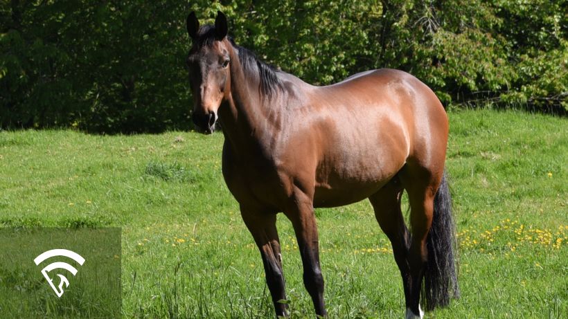 Gelding horse standing in a grass pasture