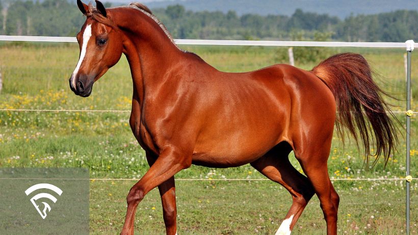 Juvenile horse in a pasture