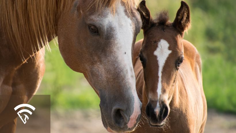 Two horses representing a mare vs. filly