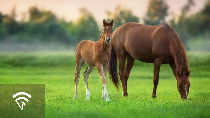 Mare in a pasture with another horse