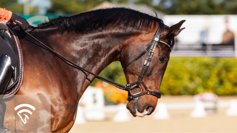 Brown horse profile view