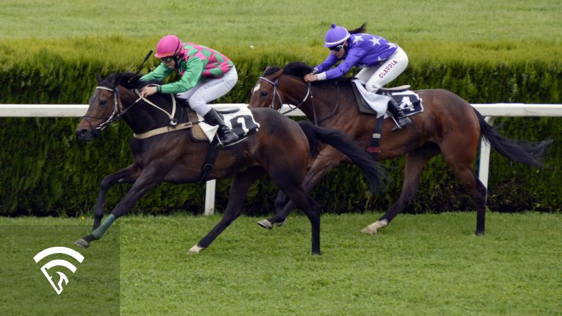 Thoroughbred horses racing on a grass track