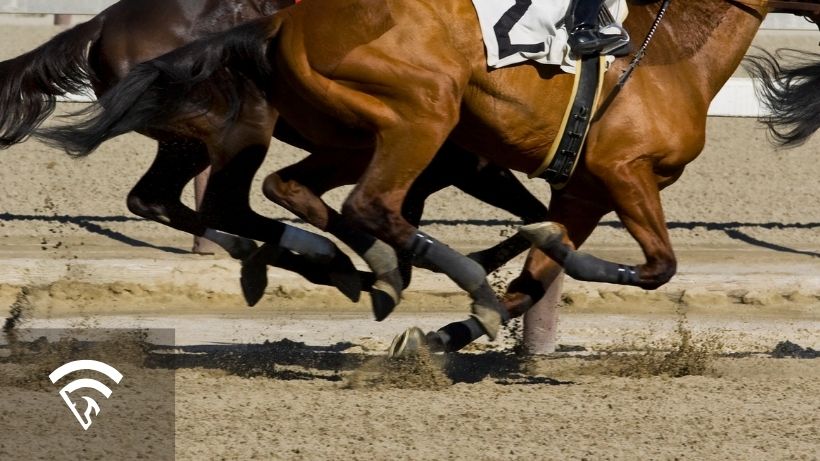 Close-up photo of horses racing representing the topic of a dead heat in horse racing