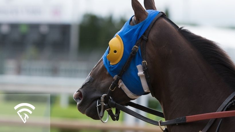 Close up of a race horse with blinkers