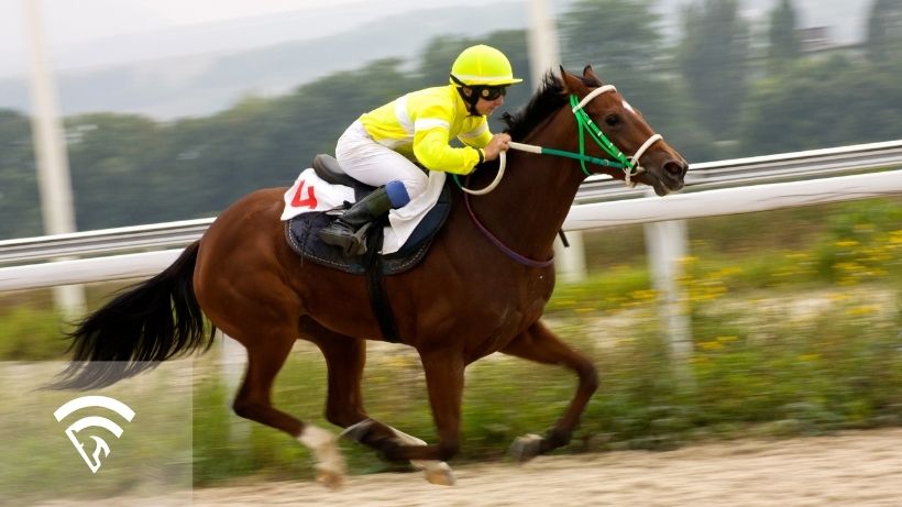 Race horse with a bit