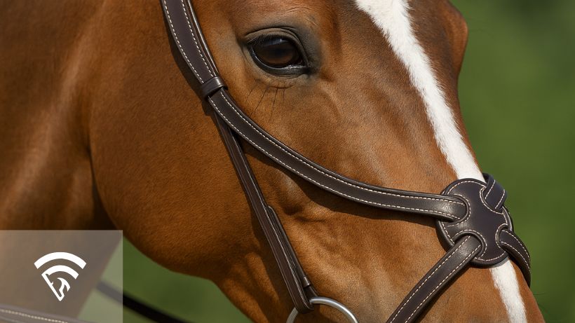 Close up photo of a figure-eight noseband on a race horse