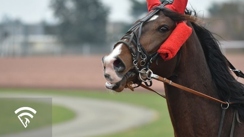 Close-up photo of a horse representing the topic of a flipping halter in horse racing