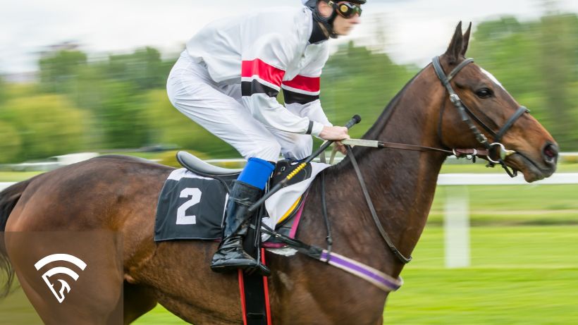 Close up photo of a horse and tongue tie
