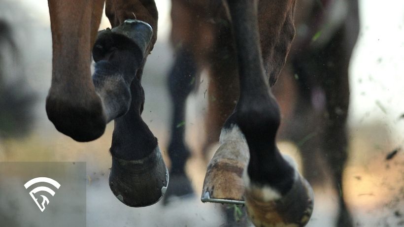 Close up of hooves related to the topic of Bute in Horse Racing