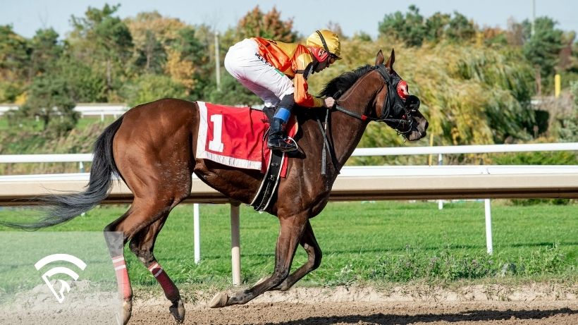 Horse racing representing the topic of bowed tendon in horse racing