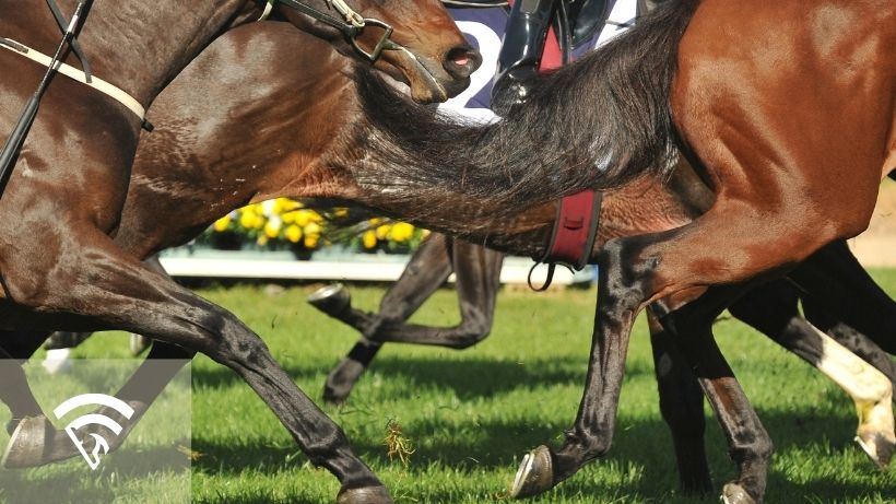 Close up of race horses legs representing the topic of splint bone injuries in horses