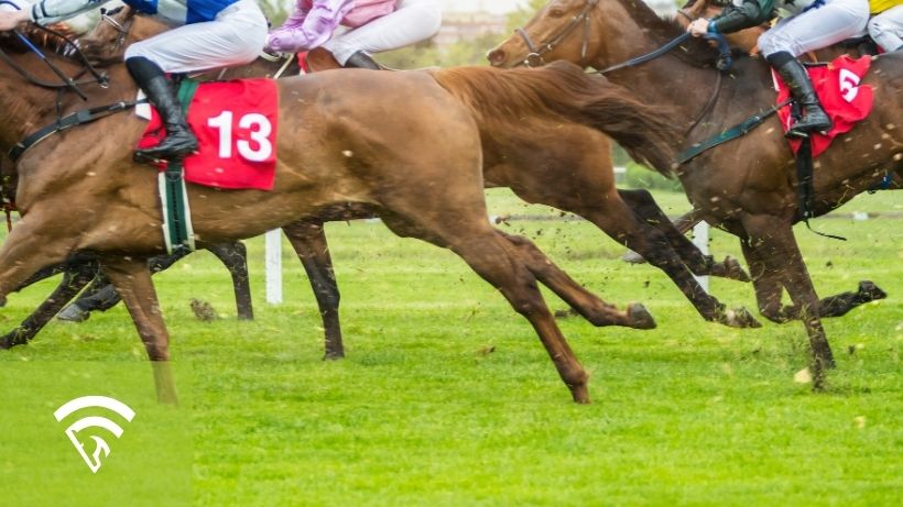 Close-up photo of race horses representing the topic of Anhidrosis in Racehorses