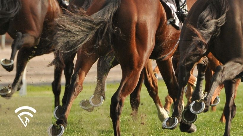 Close up of horses racing representing the topic of colic in horse racing