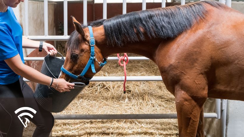 Race horse eating racing feed