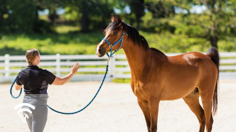 Trainer working with a race horse