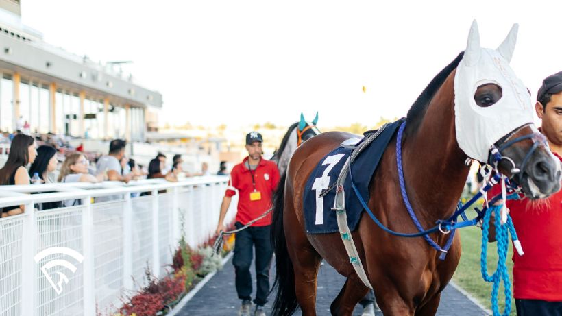 Trainer next to race horse representing the topic of a syndicate ownership model