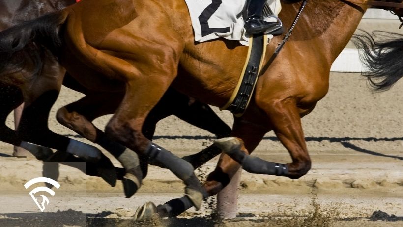 Close-up of a race horse representing the topic of bayesian updating in horse racing handicapping