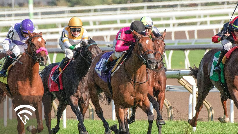 Horses racing representing the topic of kelly criterion in horse race betting