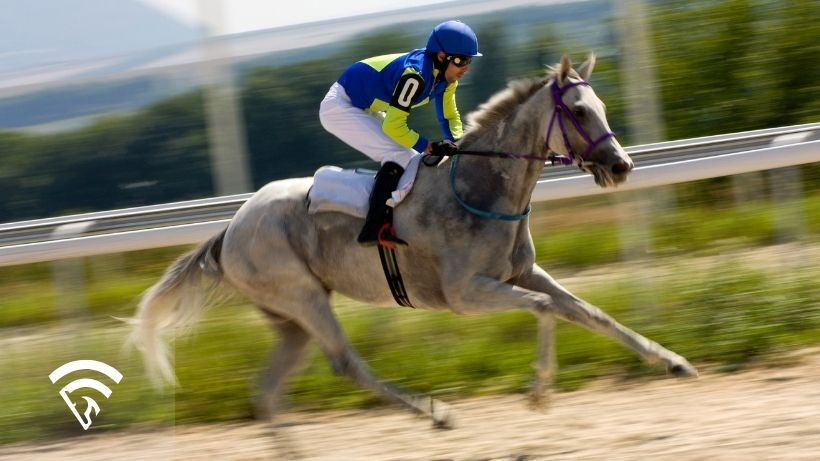 Close-up view of a horse racing with jockey representing the topic of model calibration vs accuracy in horse racing