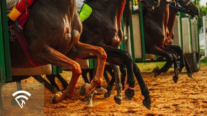 Horses racing representing the topic of probability calibration in horse racing