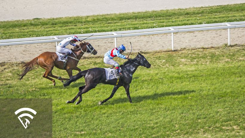 Horses racing representing the topic of a guest track in horse racing