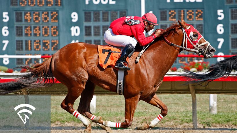 Horse and jockey racing representing the topic of a steward announcement