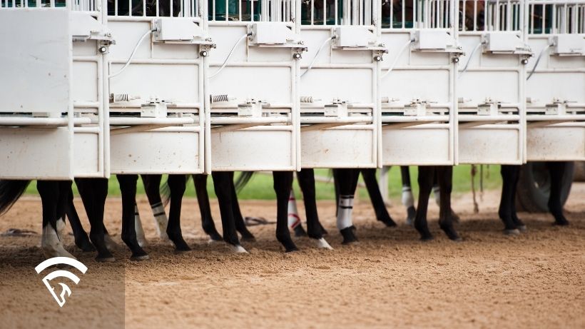 Close up of horse representing the topic of a wagering rebate program
