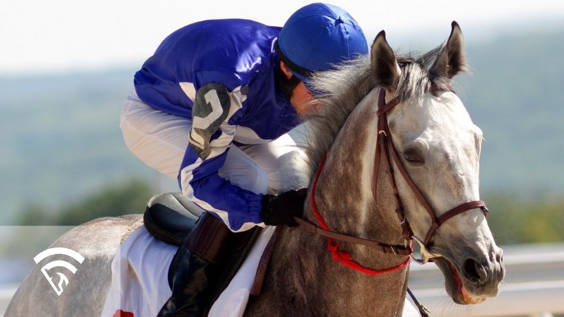 Close-up of horse racing representing the topic of a dull horse look like in the paddock