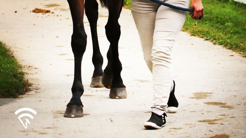 Race horse walking with trainer representing the topic of walking short in a racehorse